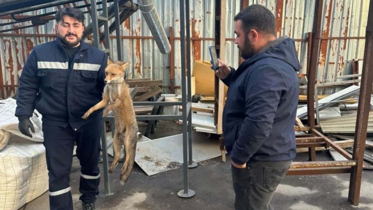 Zonguldak’ta köpeklerin saldırısına uğrayan tilki fabrikaya sığındı